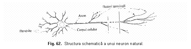 Text Box: 
Fig. 62. Structura schematica a unui neuron natural.
